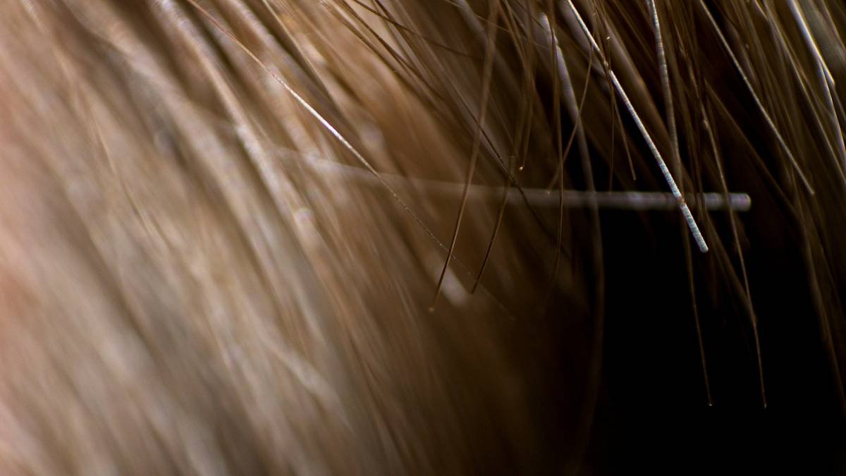 Macro shot of hair